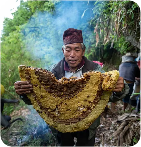 A man wearing a traditional Nepali hat holds up a large section of wild honeycomb outdoors.