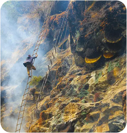 A honey hunter climbs a rope ladder on a steep cliffside next to large, wild honeycombs surrounded by smoke.
